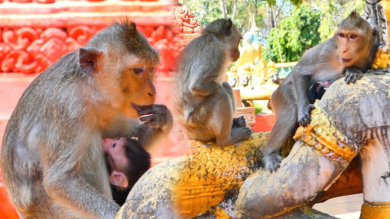 Oh God Now Mommy Monkey ALIKA Tired Need Rest Coz Her Baby Monkey oh-god-now-mommy-monkey-alika-tired-need-rest-coz-her-baby-monkey