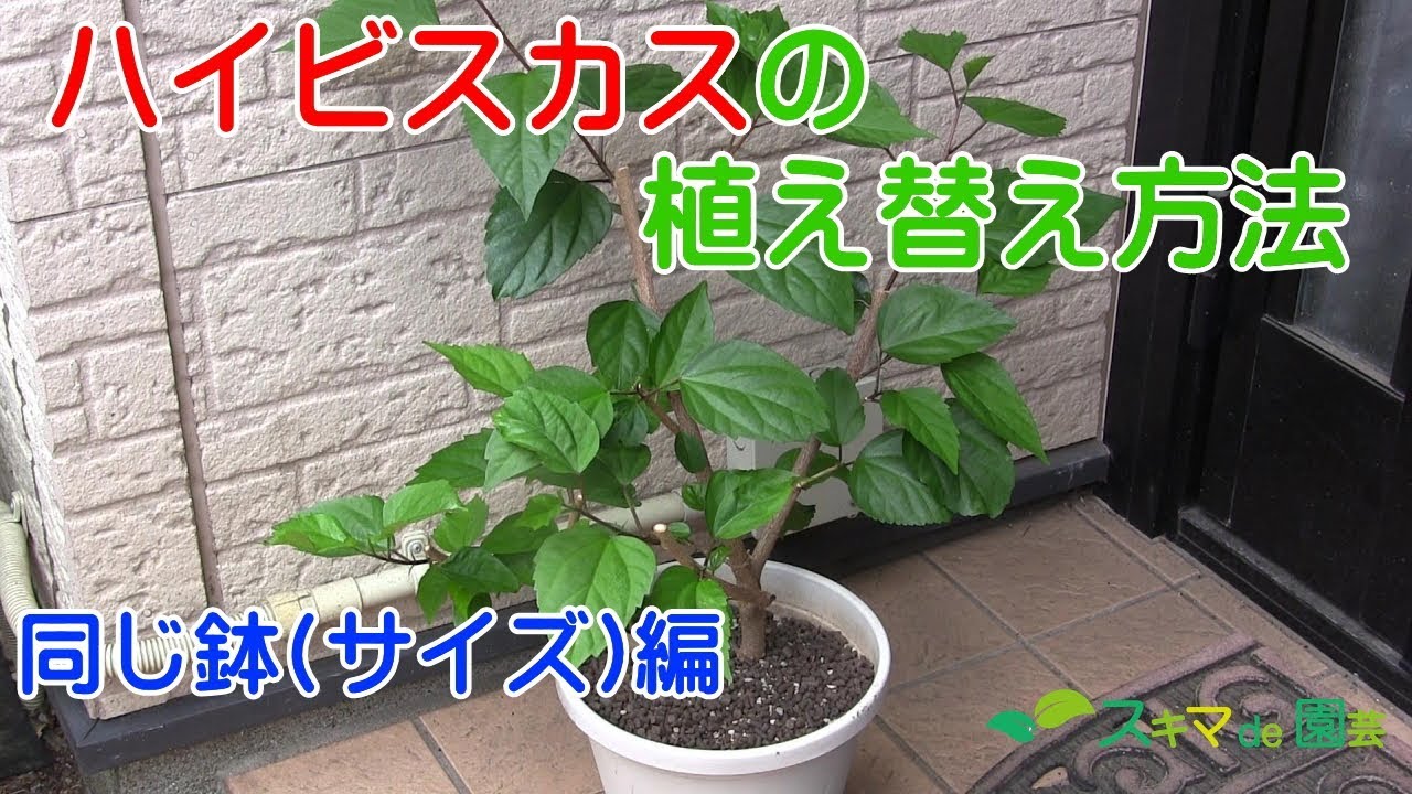 花木 ハイビスカスの植え替え方法 同じ鉢 サイズ 編 スキマde園芸 Youtube