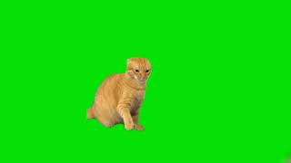 2 cats in Tiktok fighting meme (green screen, screaming cat only)