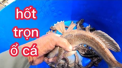 vào rừng săn bắt cá thòi lòi bằng chai nhựa(lê nghiã cần giờ)