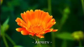 How Do I Live (Lyrics) | LeAnn Rimes | Armstv