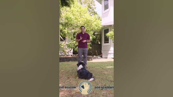 Perfecting the Recall Command | The Beacon Dog Academy