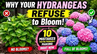 Why Your Hydrangeas REFUSE to Bloom! 10 Mistakes You're Probably Making Right Now