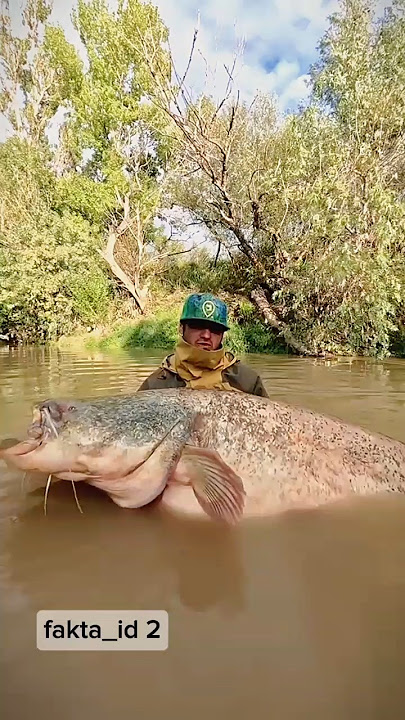 The Amazon River is a paradise for monster fish #tapahfish #monsterfish #uniquefacts
