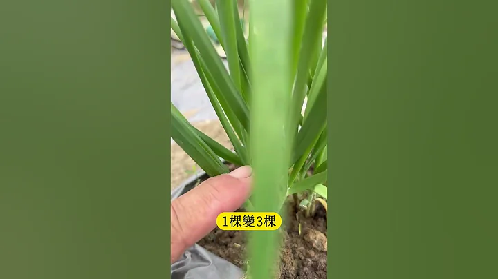 割韭菜為什麼能綿延不絕的割? - 天天要聞