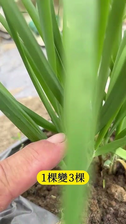 [問卦] 為什麼韭菜是綠色的