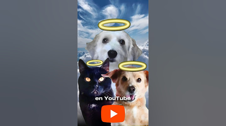 LAS TRES MEJORES MASCOTAS QUE HAN MUERTO