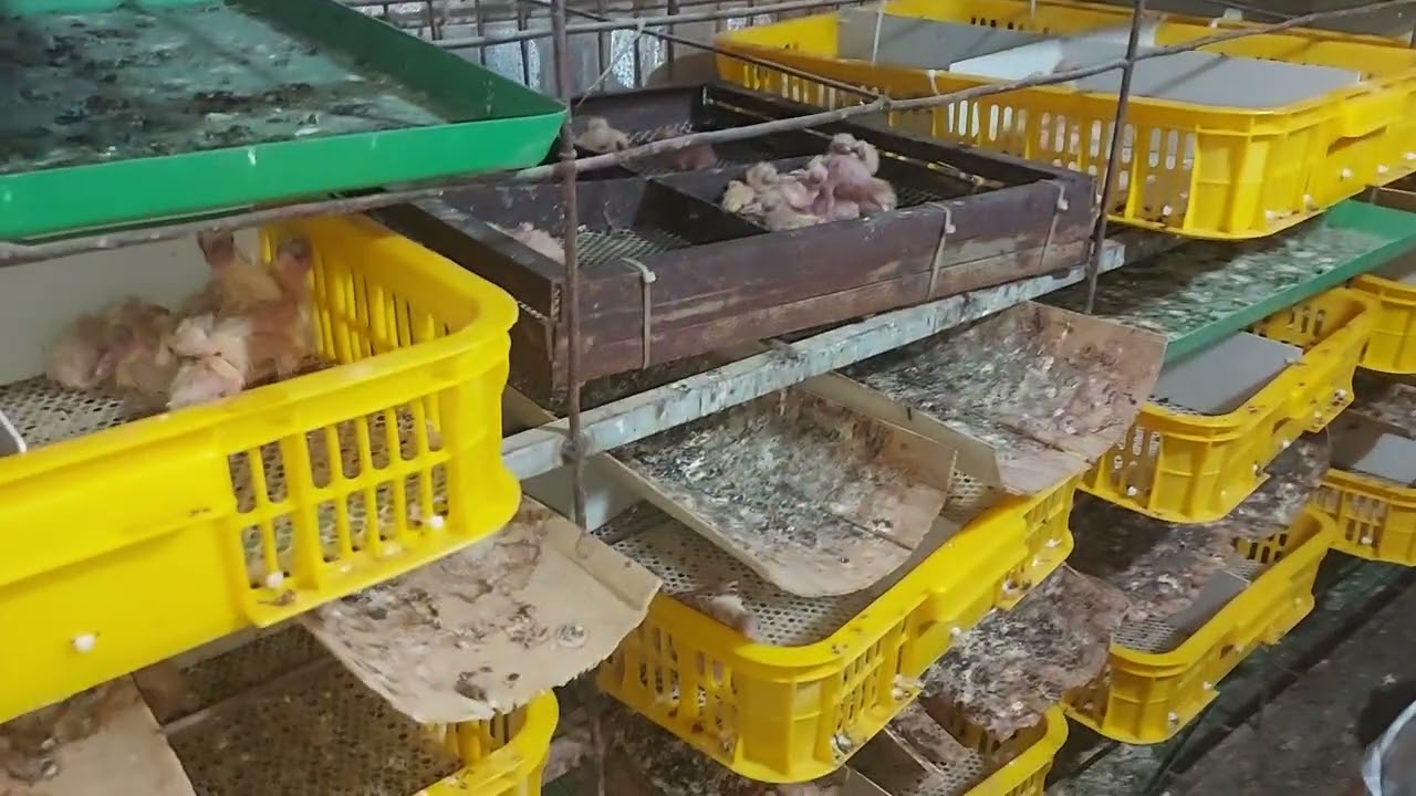 Cách nuôi chim bồ câu mùa đông đạt hiệu quả cao zalo 0964 536 193