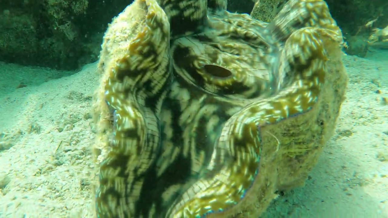 Koka Lagoon Cruise – snorkeling 2026  (4K)