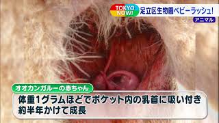 コロナ禍で休園中でも元気いっぱい　足立区生物園はベビーラッシュ