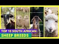 Top 10 South African Sheep Breeds You Need To Know 