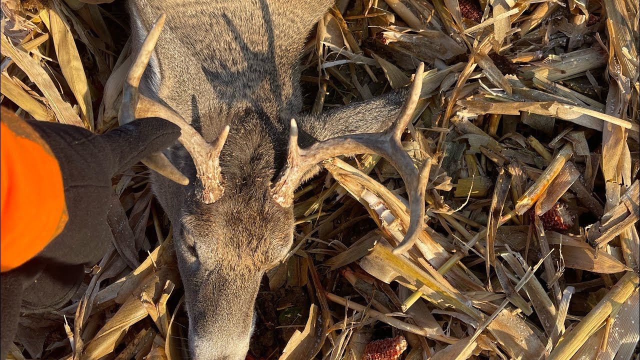 Nice buck down 450 bushmaster!! - YouTube