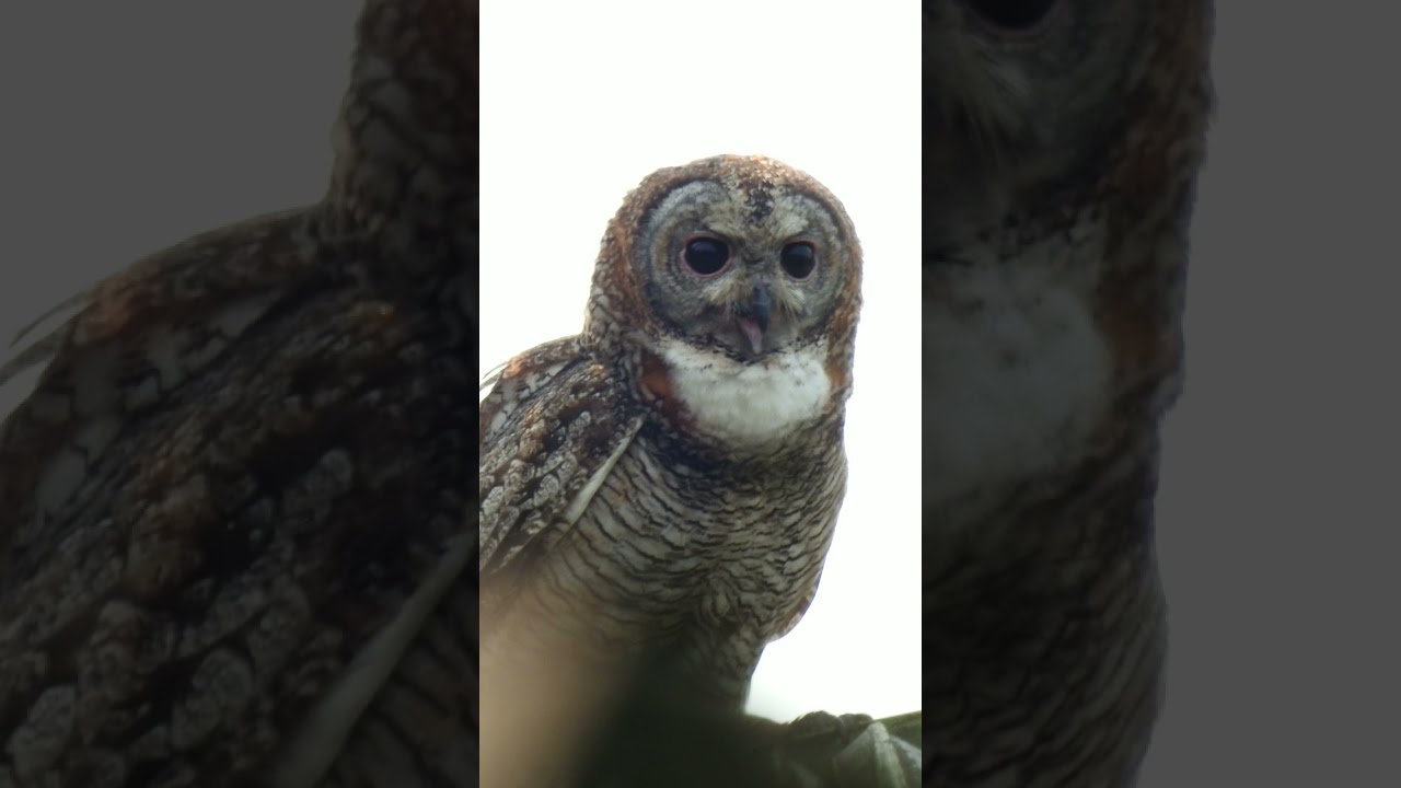 Mottled wood owl