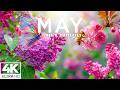 Spring in May 4K - Peak Flower 2026 🌸 Endless Blooming Fields, Warm Light and Vibrant Living Color