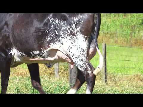 LOTE 21 TEFA DAKIARA