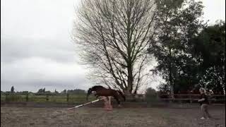 Handsome Bay Gelding - ad ref: 263568 video 3