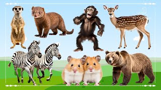 Cute Little Farm Animal Sounds: Meerkat, Ferret, Chimpanzee, Sika Deer, Zebra, Hamster & Bear