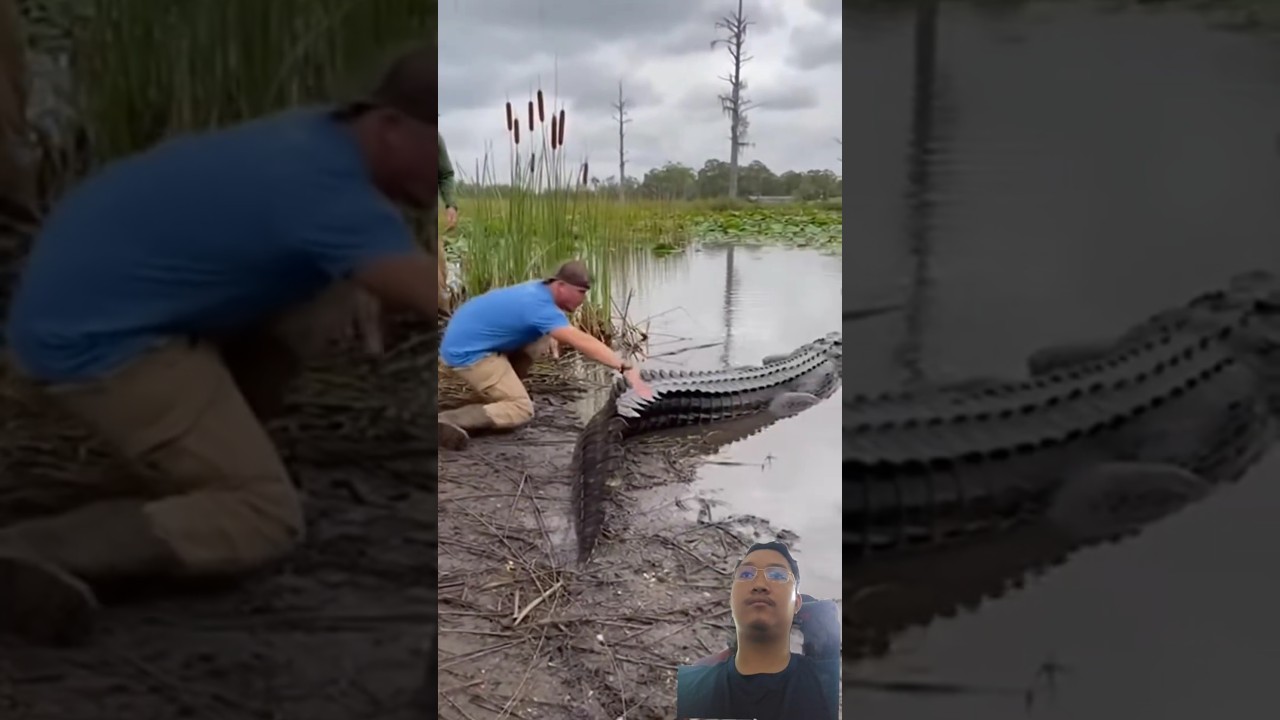 🚨 ОН СУМАСШЕДШИЙ! 😱 Мужчина схватил гигантского крокодила за хвост! 