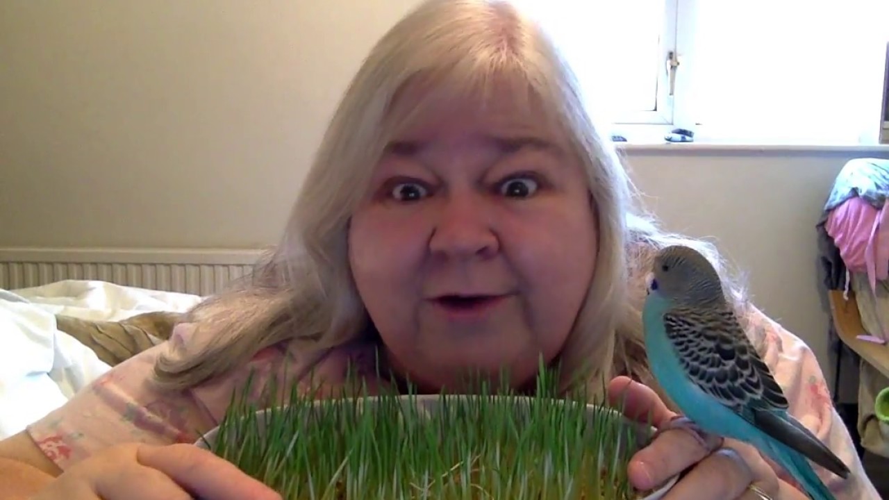 wheatgrass powder benefits Wheatgrass for BoB