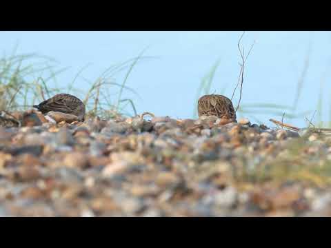 Shore Lark, Pakefield, Suffolk, 18/1/26