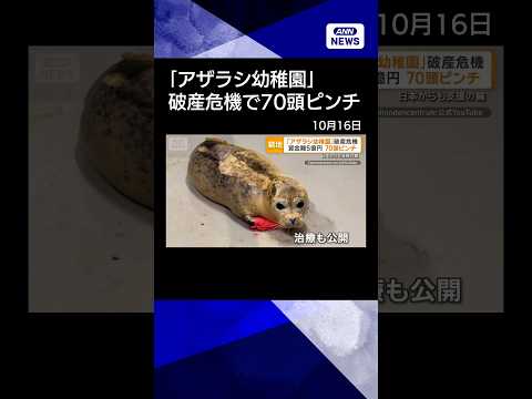 【ニュース】オランダ「アザラシ幼稚園」破産の危機　施設建設で想定外のコスト　70頭がピンチ #shorts