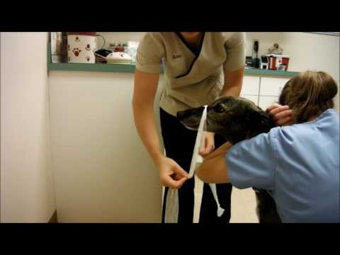 Task 11; Applying a Gauze Muzzle to a Dog