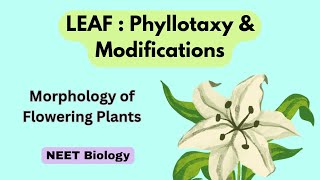 Phyllotaxy and Modifications of Leaf | Morphology of Flowering Plants | NEET Biology