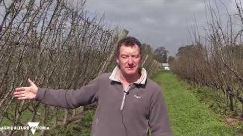 Stonefruit Cropload Experiments Plum Angeleno