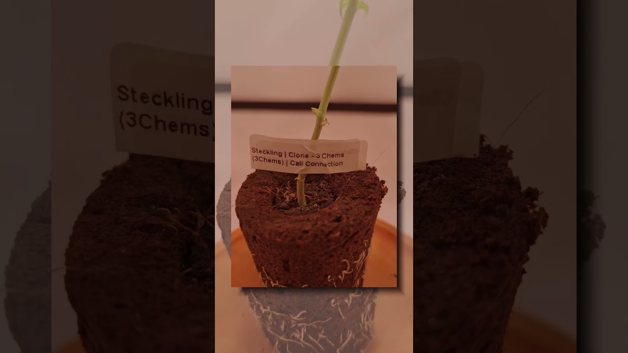 Real Killer Skunk by Reserva Privada - Blue Monkey by Exotic Seeds - 3 Chems by Cali Connection