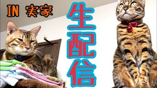 【生配信3/21】ポン・チー・ハク・ロン誰か映させてくれるといいなぁ生配信