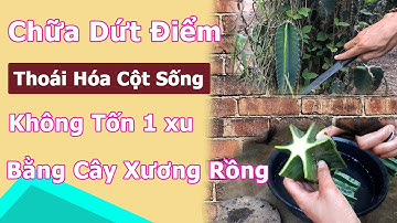 Chữa Thoái Hóa Cột Sống, Đau Lưng Bằng Cây Xương Rồng Khỏi Dứt Điểm Không Tốn 1 Xu Tiền