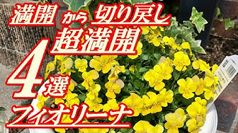 フィオリーナ Youtube