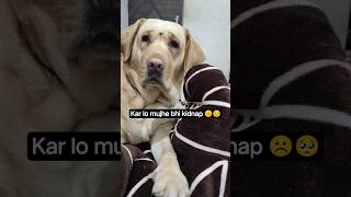 Koi To Mujhe kidnap kar lo guys ☺️😋 Bella ❤️#labrador #cute #funny #viral #trending #youtubeshorts