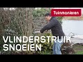 Vlinderstruik buddleja snoeien hoe doe je dat  tuinmanieren