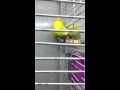 Любовь за решеткой. Волнистые попугаи Wavy parrots