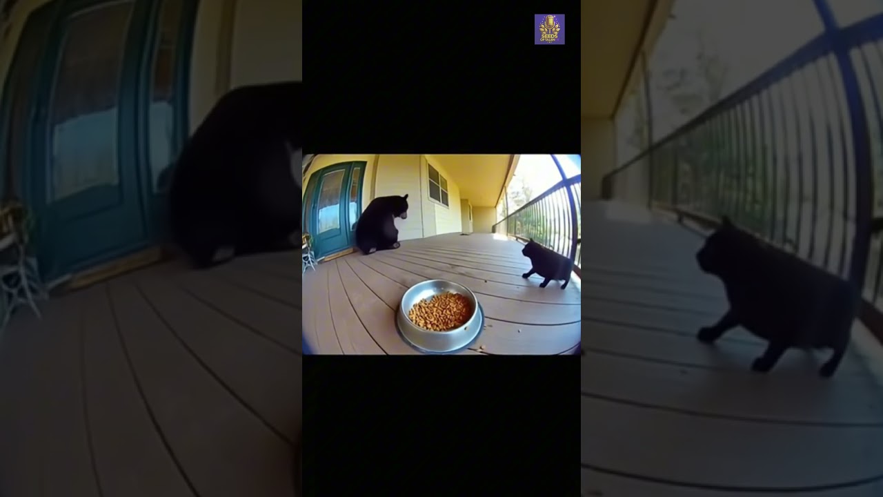 Brave Cat Protects Food Bowl from Bear (Caught on Ring Camera)
