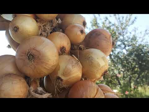 Video: A mund të rritet lakërishta në tokë?