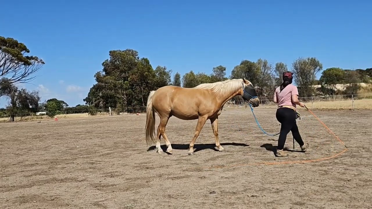Whiskey. Groundwork skills