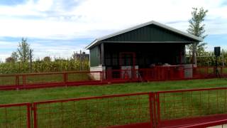 Pig Races at Goebbert's Farm - 9-24-14