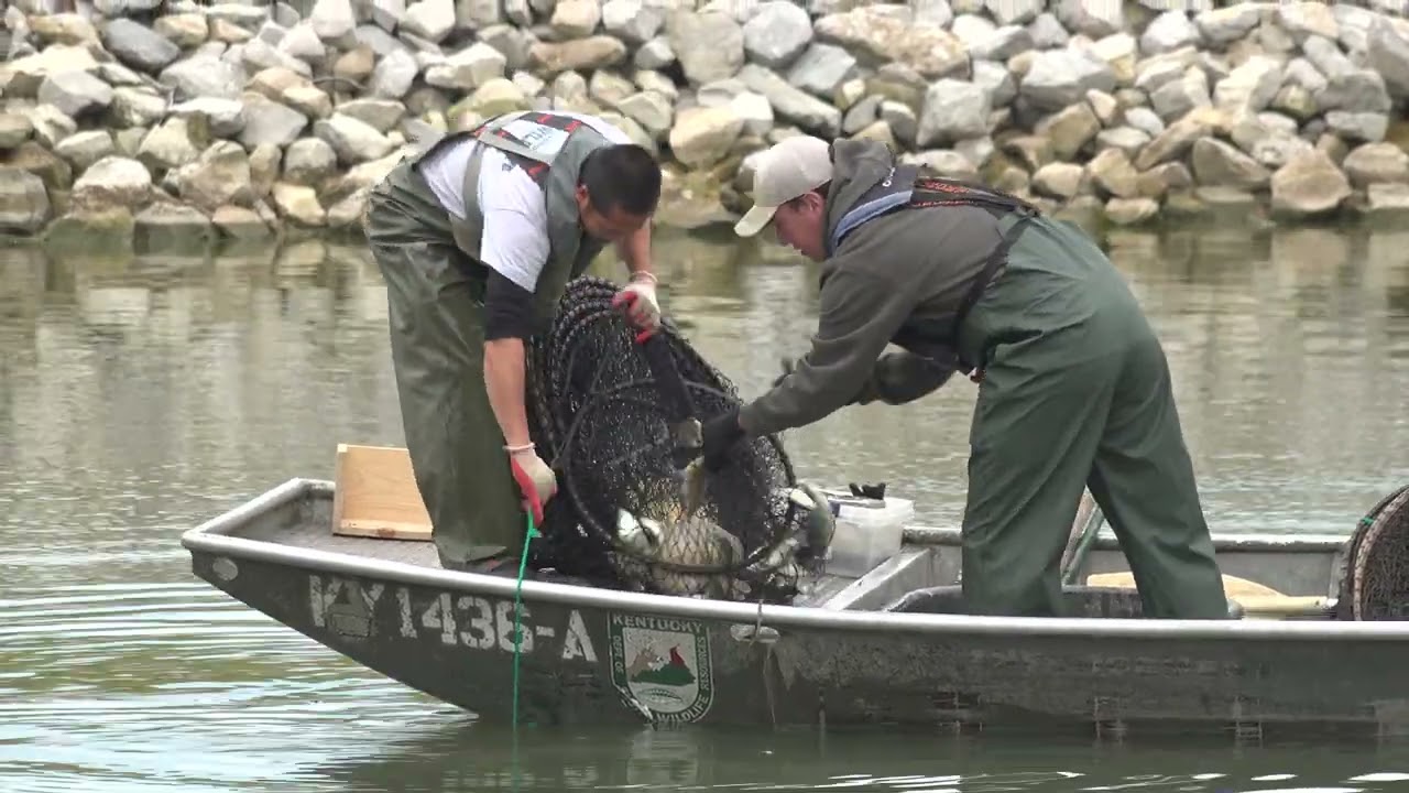 Catfish Survey at Panther Creek Park