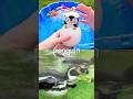Kids Learn | Sea Animal Names with Toys: Boxfish Blue Whale Penguin Manta Ray Dolphin