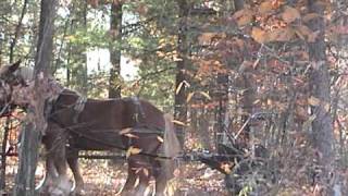 Logging At Whv 2.Wmv