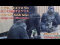 ちょっかい出すキンタロウから赤ちゃんを守り、夫モモタロウの近くに避難するゲンキ♪⭐️ゴリラGorilla【京都市動物園】Genki takes refuge near Momotaro.