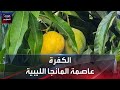 الكفرة عاصمة المانجا الليبية