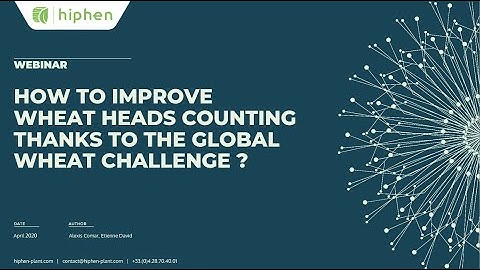 How to improve wheat heads counting thanks to the Global Wheat Challenge ?