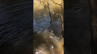 Victorian Cod Opening 2023 Opening