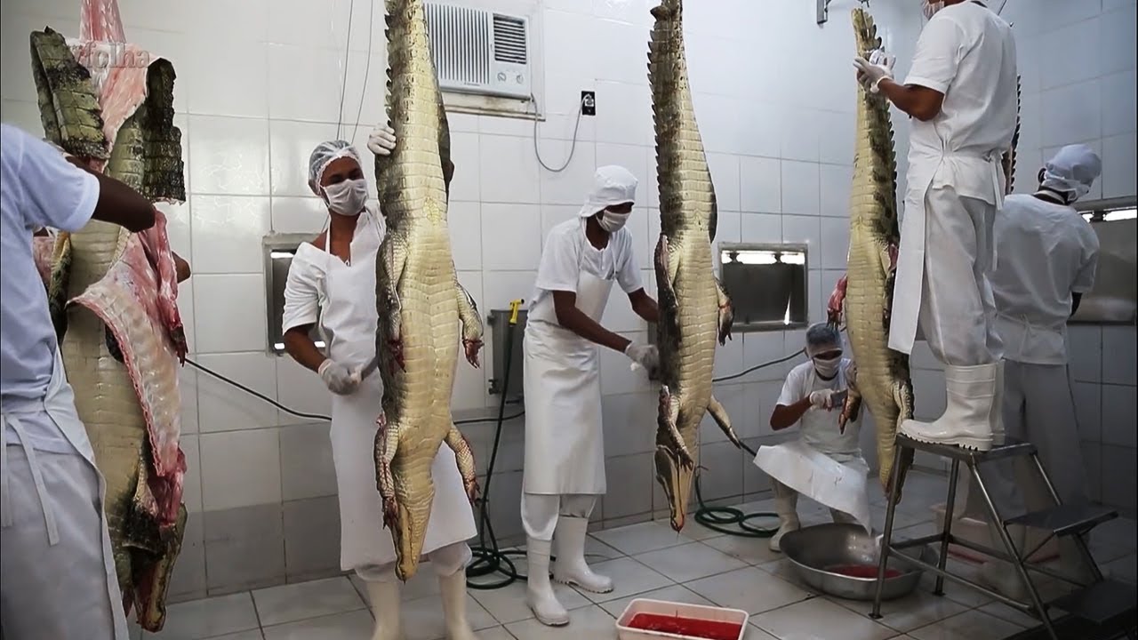 Processing Alligators Amazing Crocodile Farming-Alligator Meat Processing Technology - YouTube
