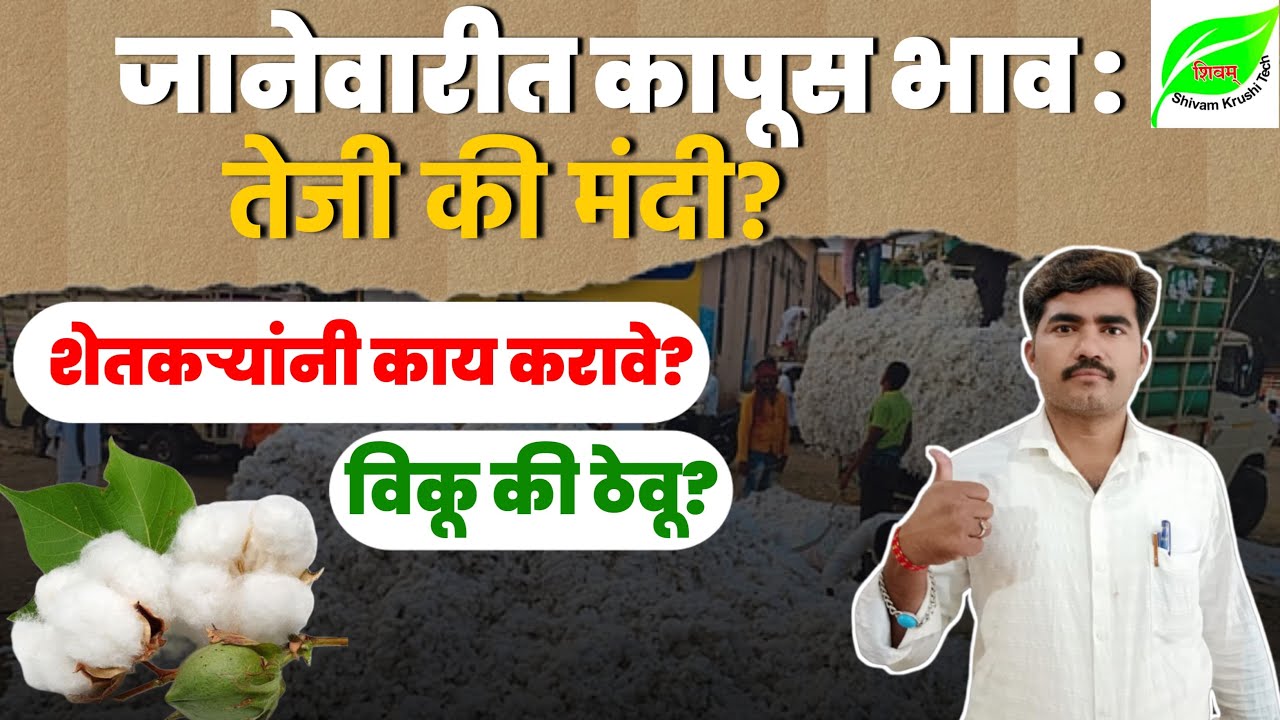 जानेवारीत कापूस भाव वाढणार का? Cotton Rate Forecast January| कापूस बाजारभाव अंदाज