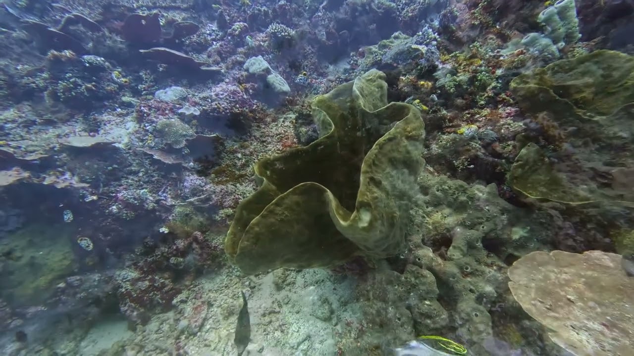 North Sulawesi Cap - Magic Rock