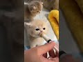 Wait For The End Cutest Cat Viral Cat Viralvideo Kitten Cute Catblogger Meowmoe